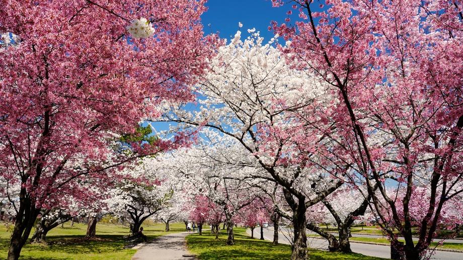 Pink cherry Blossom Alley in Branch Brook Park, Newark, during peak bloom.