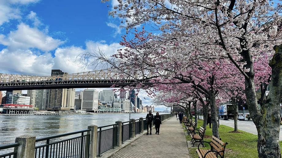 Cherry blossom walking path on Roosevelt Island along the East River.
