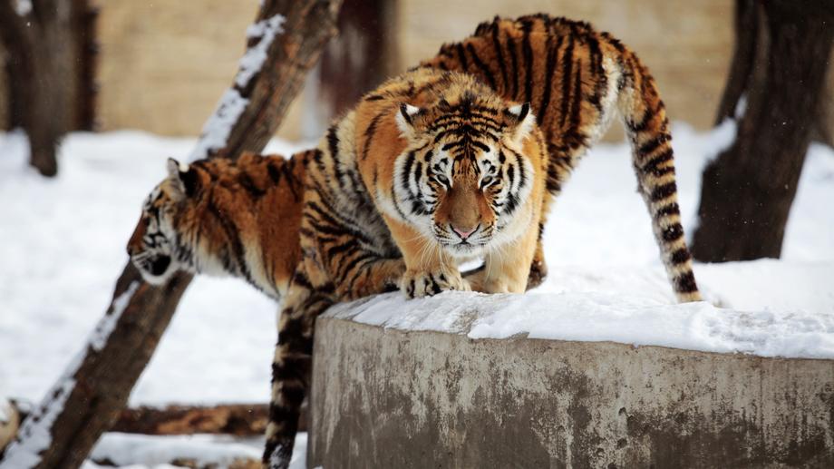 A Siberian tiger in the snow, active during the winter season at the zoo.